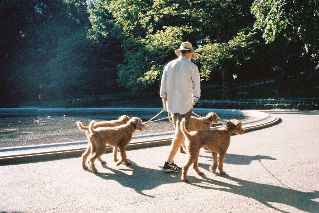 A man walking four dogs on a leash