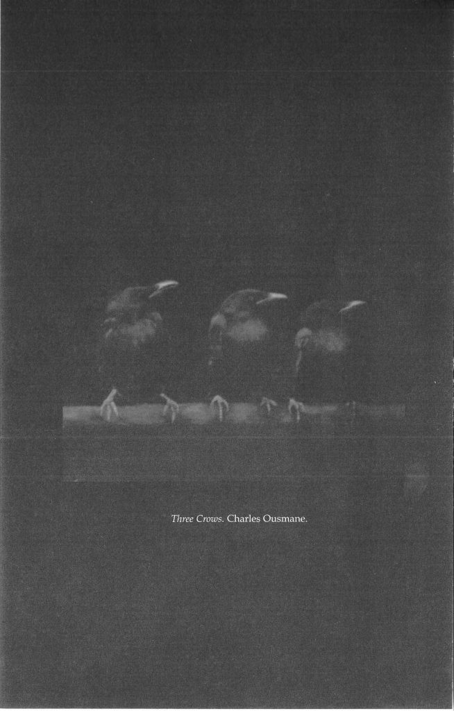 three crows on a bar