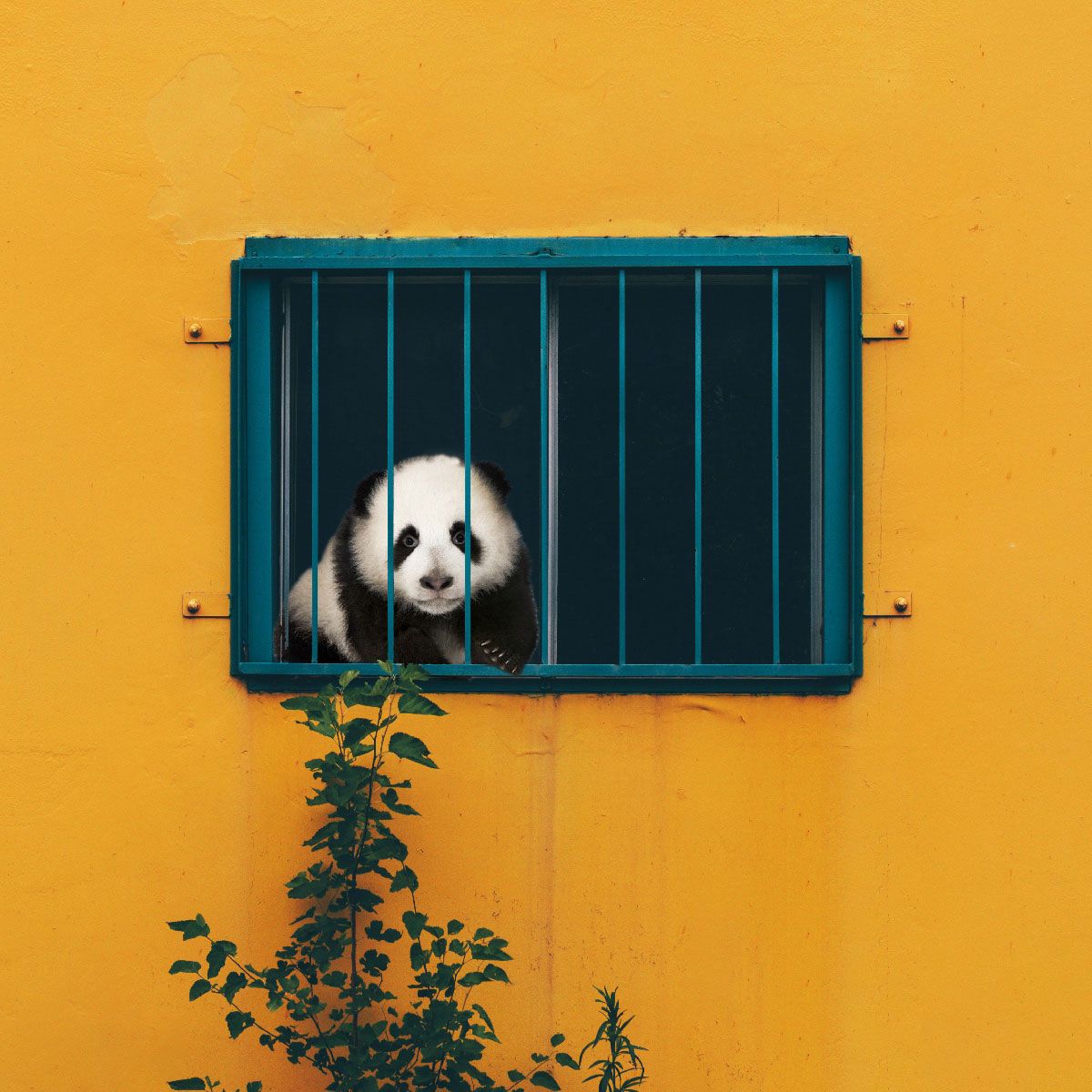 Panda Paradise