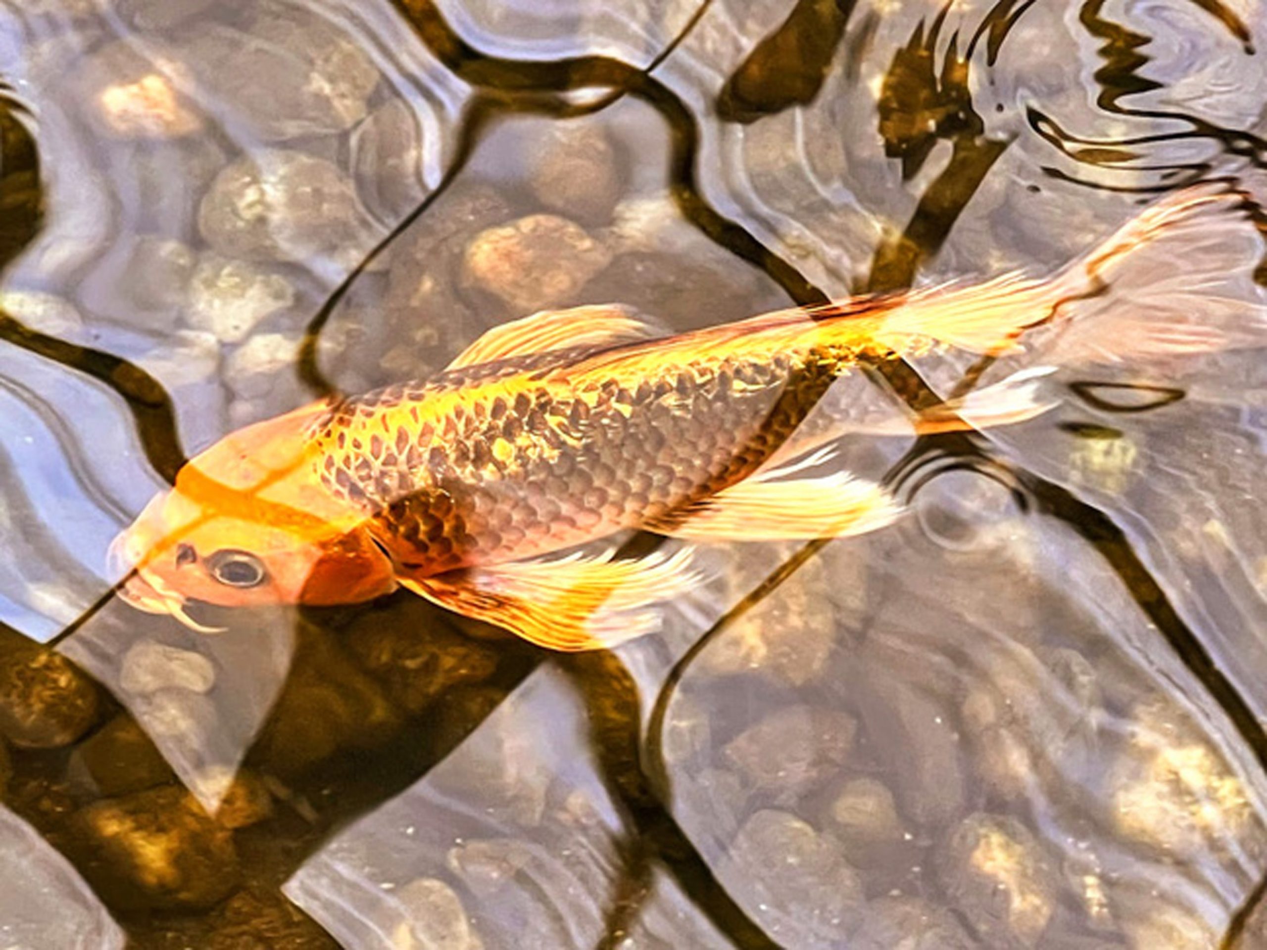 Fish in the Greenhouse