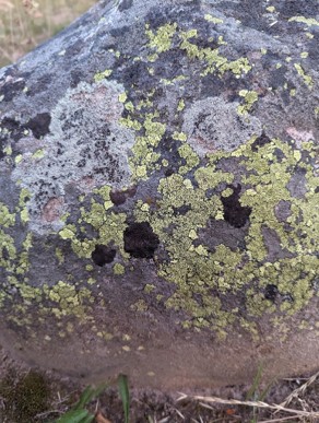 Up close image of green and grey lichen on a rock.