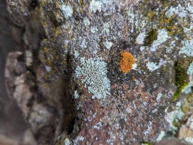 Uintah Lichen